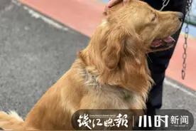 杭州一派出所捡到一条金毛，民警直呼“吃好多养不起”，警犬咆哮“别和我争宠”图片