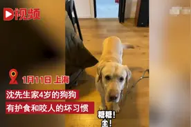 上海男主人花七千元送宠物狗上学后仍被咬，当事人：绝不弃养图片