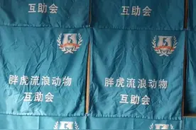 上海的流浪动物也有“医保卡”了！原价300元的绝育手术只需98元图片