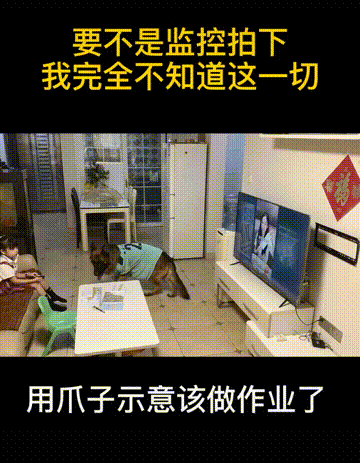 上海男子花7000元送狗狗学礼仪？后续：还是被咬了，但是不弃养图片