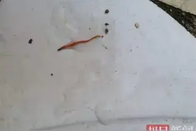 男子多次发现自家厕所出现不明爬虫，担心该虫是否有毒图片