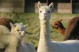 人家遛狗，我遛羊驼图片