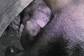 濒危程度高于大熊猫，广州动物园的“熊孩子”满月啦图片