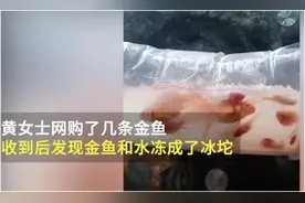 黑龙江女子网购金鱼，到货后冻成冰坨：化一晚上只活了一条图片