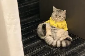 深圳市民称3只猫被困封控楼栋，防疫人员为它们续上充足粮食图片