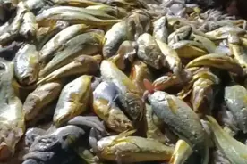 4000多斤野生大黄鱼，卖957万！象山船员：“金灿灿一片，起网时惊呆”图片