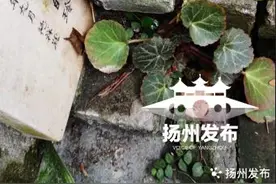 「说说扬州那些“虎”事」看看扬州这些“虎花”“虎草”“虎木”图片