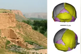 脑容量最大！中更新世的“大头”古人类原来是Ta图片