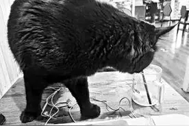 四岁孩子在猫咖店被咬伤“网红”猫咖店隐患真不少图片