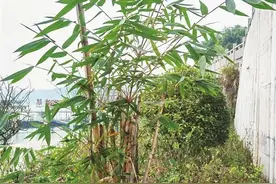 2020年8月从四川到西沱镇的“网红竹”开始“生儿育女”啦图片