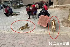 宝鸡一家属院内经常有不拴绳的狗乱窜，居民：谁来管图片