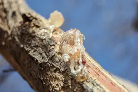 每日科技名词｜阿拉伯胶图片