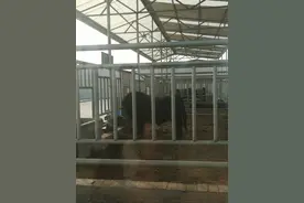 视频丨一头牛可以卖十万元！这是哪儿的牛？图片