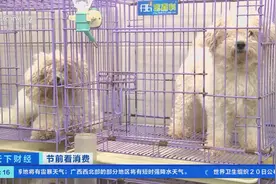 涨价七成，仍无空位！四川成都春节期间宠物寄养一“窝”难求图片