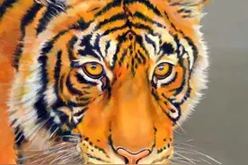 虎风虎韵齐鲁行｜虎年忆虎图片