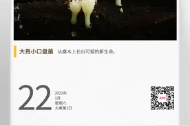 湖湘自然历丨腐木上的“可爱系”小蘑菇图片
