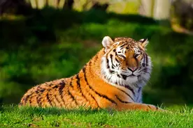 姓氏冷知识，“虎”也可以读作“猫”图片