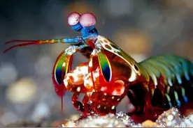 “脑瓜崩”太疼！螃蟹自断钳子求螳螂虾放过图片