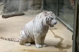 实地探访南通一酒店“虎景房”：在装修，是否开放等政府通知图片