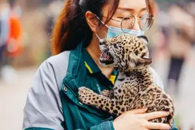 虎年看虎！长隆野生动物世界老虎“新家”萌虎展区落成图片