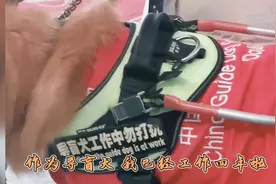 导盲犬能上飞机吗？能！——请看导盲犬宁宁的春运故事图片