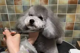 成都宠物消费市场进入“春节模式”：寄养服务迎涨价 上门喂养受追捧图片