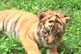 江苏一酒店能躺在床上看老虎，感觉自己就像是住在饭盒里图片