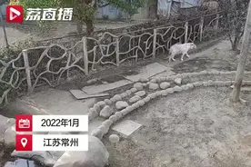 常州一动物园母白虎“越狱”到东北虎场馆找对象 网友：虎年不做单身虎