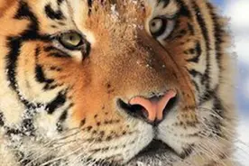 常州一动物园母白虎“越狱”找对象，网友：虎年不做单身虎