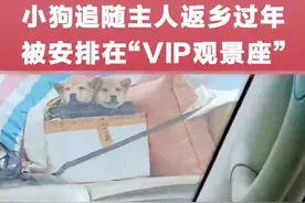 小狗追随主人返乡过年被安排在“VIP观景座”，网友：“狗生”圆满图片