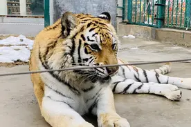 郑州市动物园开门迎客，快来近距离“吸虎气”图片