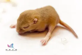 一生可能只活5年3.75年都在睡觉！你是疯狂羡慕还是被内涵到了？图片