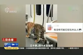 山东济南：地铁上现“猛虎”？！目击者——它主人还骑上去了视频封面