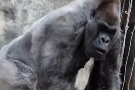 曾患新冠！世界最年长雄性大猩猩在美国去世 死因尚不明确图片