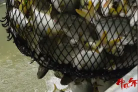 预告片｜大年初三央视点名湛江味道！一起流口水图片