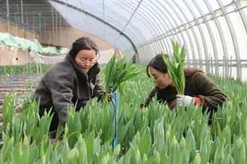 隆冬花正艳！兰州新区15万株郁金香“火了”图片