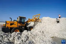 中国棉花史：抗虫棉的培育图片