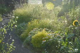 我在景德镇农村，改造了个梦幻花园图片