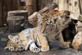 科普：虎年说虎——全球老虎生存保护状况图片