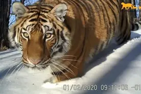 虎年前两天，我想让全网认识他们图片