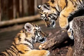 萌虎闹新春图片