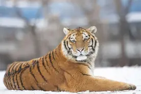 数量最多的虎、个头最大的虎…都是什么虎？图片