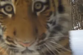 严谨说虎话 | 面对猫薄荷，老虎：我的DNA动了图片