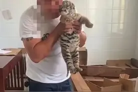 网上卖虎肉？通报来了图片