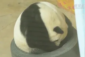 这一幕火了！网友笑翻：哈哈哈，简直就是我本人啊图片