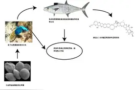 吃海鲜注意！没有特效药，你可能也中了这种海鲜毒图片