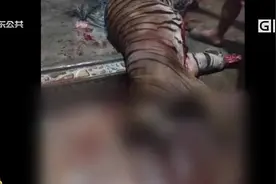 虎年贩卖老虎肉1000元一斤 警方通报调查情况视频封面