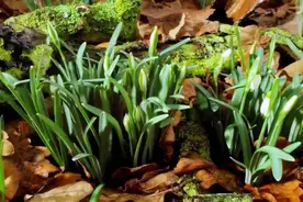 立春：期待与你重逢，在万物生长时图片