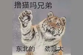 大阵仗！给11岁东北虎“做美甲”，总共分了几步？图片