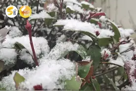 局地有暴雪！陕西这些高速路入口封闭！多地发布道路结冰预警图片